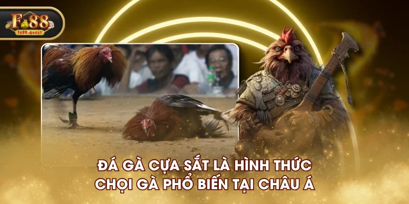 Đá gà cựa sắt là hình thức chọi gà phổ biến tại châu Á Đá gà cựa sắt là hình thức chọi gà phổ biến tại châu Á