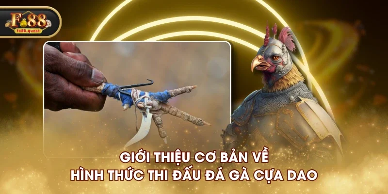 Giới thiệu cơ bản về hình thức thi đấu đá gà cựa dao Giới thiệu cơ bản về hình thức thi đấu đá gà cựa dao