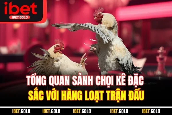 Tổng quan sảnh chọi kê đặc sắc với hàng loạt trận đấu Tổng quan sảnh chọi kê đặc sắc với hàng loạt trận đấu